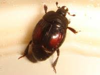 Attēlu rezultāti vaicājumam “Histeridae”