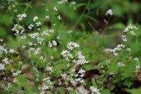 Attēlu rezultāti vaicājumam “Cardaminopsis arenosa fruit”