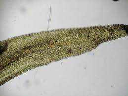 Attēlu rezultāti vaicājumam “Orthotrichum affine var. affine”