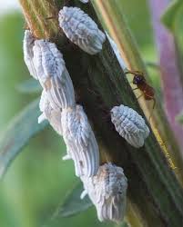 Attēlu rezultāti vaicājumam “Orthezia urticae”