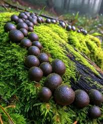 Attēlu rezultāti vaicājumam “Lycogala cf. oleocrystalliferum spores”