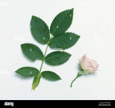 Attēlu rezultāti vaicājumam “Rosa subcanina leaf”
