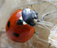 Attēlu rezultāti vaicājumam “Coccinella quinquepunctata”