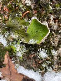 Attēlu rezultāti vaicājumam “Peltigera aphthosa”