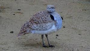 Image result for Chlamydotis macqueenii