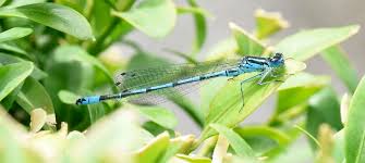 Attēlu rezultāti vaicājumam “Coenagrion armatum female”
