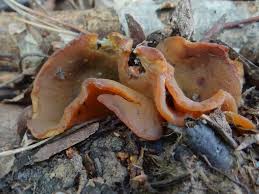 Attēlu rezultāti vaicājumam “Peziza repanda”