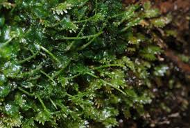 Attēlu rezultāti vaicājumam “Phaeoceros laevis subsp. carolinianus”