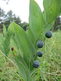 Attēlu rezultāti vaicājumam “Polygonatum odoratum fruit”