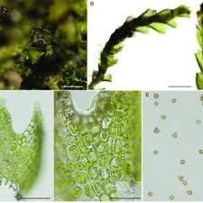 Attēlu rezultāti vaicājumam “Scapania apiculata”