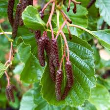 Attēlu rezultāti vaicājumam “Alnus glutinosa”