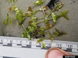 Attēlu rezultāti vaicājumam “Lemna trisulca”