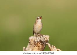 Attēlu rezultāti vaicājumam “Acrocephalus schoenobaenus adult”