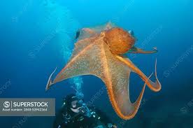 Image result for Enteroctopus dofleini