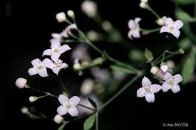 Attēlu rezultāti vaicājumam “Galium schultesii flower”