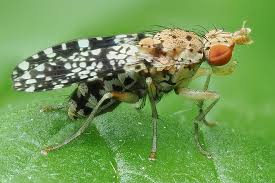 Attēlu rezultāti vaicājumam “Trypetoptera punctulata”