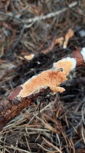 Attēlu rezultāti vaicājumam “Leucogyrophana sororia”