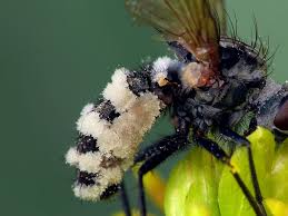 Attēlu rezultāti vaicājumam “Entomophthora”