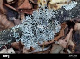 Attēlu rezultāti vaicājumam “Pseudevernia furfuracea”