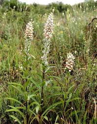 Image result for Digitalis lanata