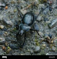 Attēlu rezultāti vaicājumam “Carabus glabratus”