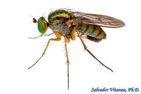 Attēlu rezultāti vaicājumam “Dolichopodidae”