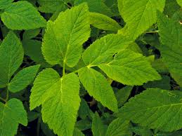 Attēlu rezultāti vaicājumam “Aegopodium podagraria leaf”