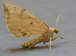 Attēlu rezultāti vaicājumam “Eulithis pyraliata”