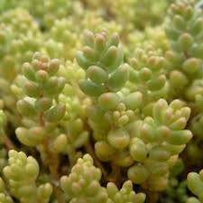 Attēlu rezultāti vaicājumam “Sedum album bud”