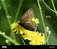 Attēlu rezultāti vaicājumam “Oeneis jutta”