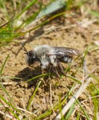 Attēlu rezultāti vaicājumam “Andrena vaga”