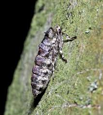 Attēlu rezultāti vaicājumam “Phigalia pilosaria”