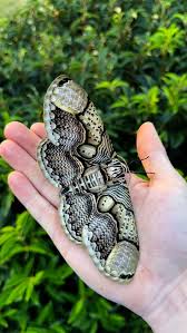 Attēlu rezultāti vaicājumam “Badhamia bethelii”