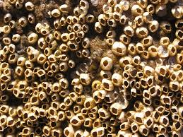 Attēlu rezultāti vaicājumam “Balanus improvisus”