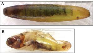 Attēlu rezultāti vaicājumam “Retinia resinella pupa”