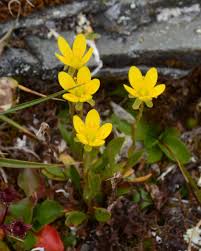 Attēlu rezultāti vaicājumam “Saxifraga hirculus”