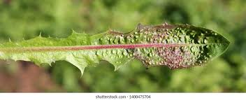 Attēlu rezultāti vaicājumam “Trioza dispar nymph”