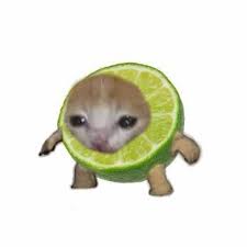 Image result for limecat