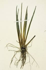 Attēlu rezultāti vaicājumam “Isoetes lacustris leaf”