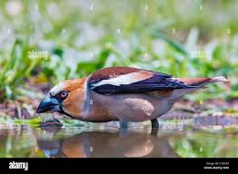 Attēlu rezultāti vaicājumam “Coccothraustes coccothraustes adult”