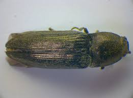 Attēlu rezultāti vaicājumam “Cidnopus aeruginosus”