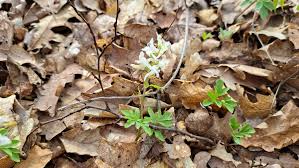 Attēlu rezultāti vaicājumam “Corydalis cava fruit”