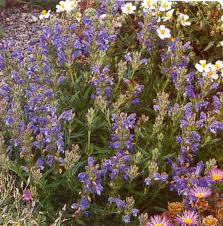 Attēlu rezultāti vaicājumam “Dracocephalum ruyschiana”