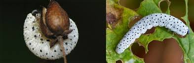 Attēlu rezultāti vaicājumam “Tenthredo scrophulariae”