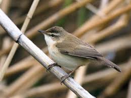 Image result for Acrocephalus agricola