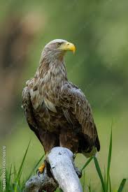 Image result for Haliaeetus albicilla