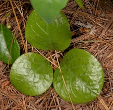 Attēlu rezultāti vaicājumam “Pyrola rotundifolia fruit”