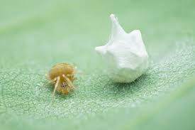 Attēlu rezultāti vaicājumam “Paidiscura pallens”