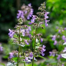 Image result for Katzenminze