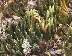 Attēlu rezultāti vaicājumam “Diphasium complanatum”